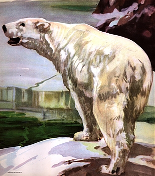 Polar Bear