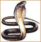 Image representation of the Chinese Astrology Zodiac sign SNAKE