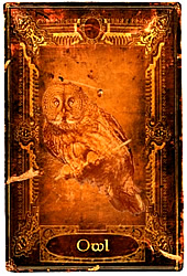 The Owl