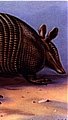 Armadillo