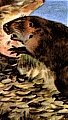 Beaver