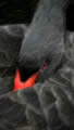 Black Swan