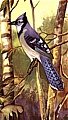 Blue Jay