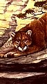 Cougar