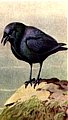 The Crow