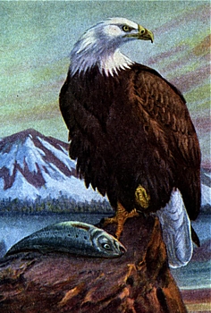 Eagle