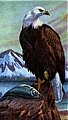 Eagle