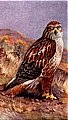 Hawk