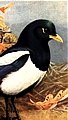 Magpie