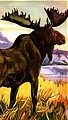 Moose