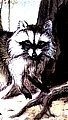 Raccoon