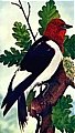 Woodpecker