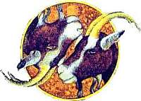 Image representation of the Astrology Zodiac sign CAPRICORN