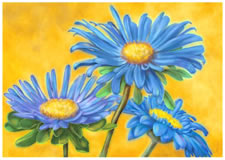 blue asters