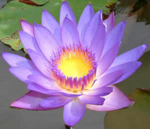 lotus flower