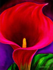 red calla lily