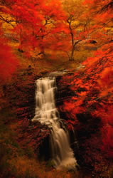 fall colors