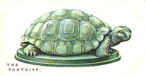 The Tortoise