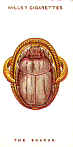 The Scarab