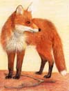 The Fox