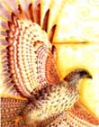 Hawk